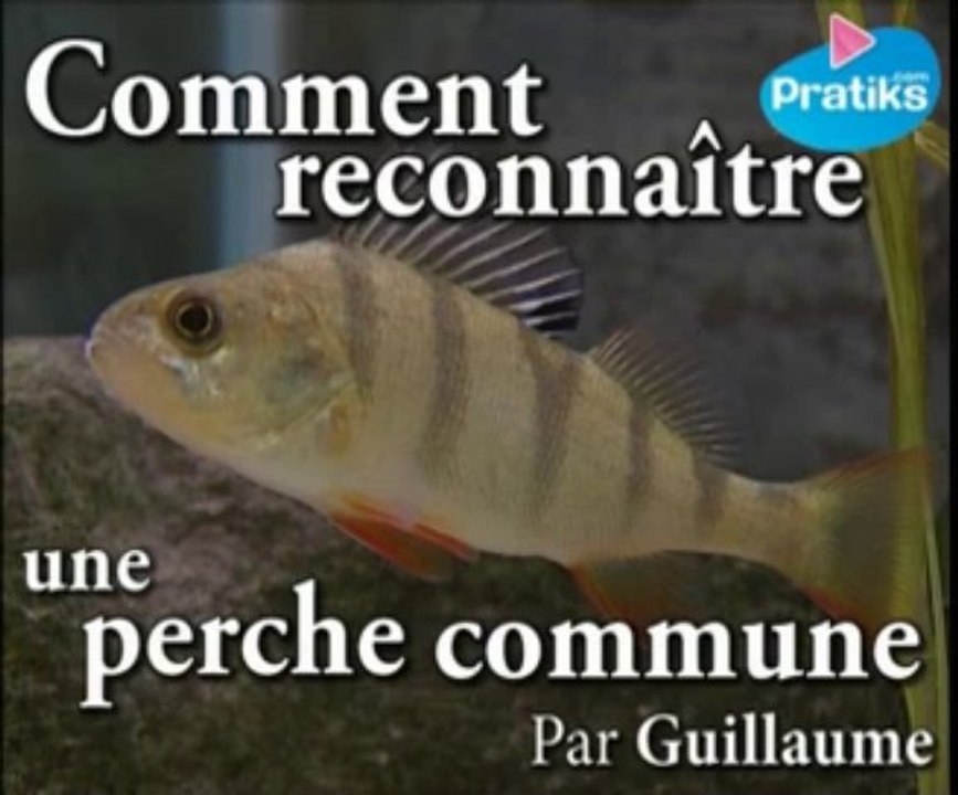 Pêche - nature : Comment reconnaître une perche commune