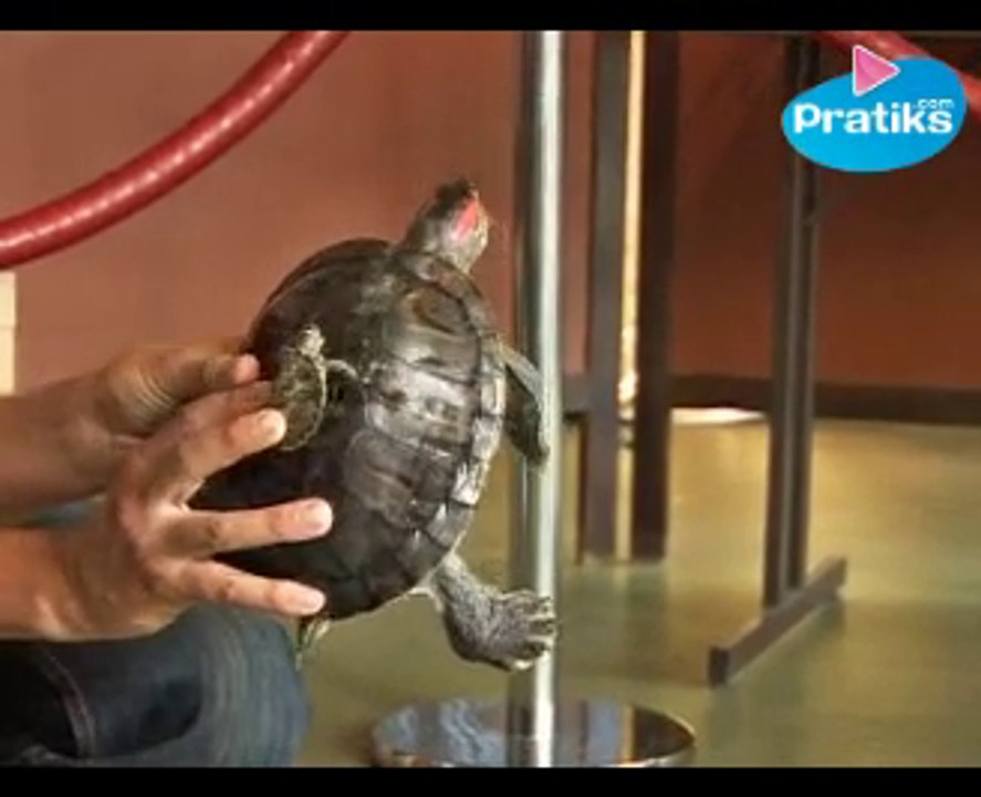 Tout savoir sur les tortues de Floride ou tortues d'aquarium