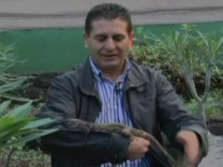 'Nuestro' lagarto en peligro de extinción