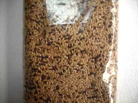 kuş yemi, kuşyemi, kuş yemleri,kuş maması, kanarya yemi, kanarya yemleri, güvercin yemi, papağan yemi, papağan yemleri,kanarya yemi fiyatları,kanarya