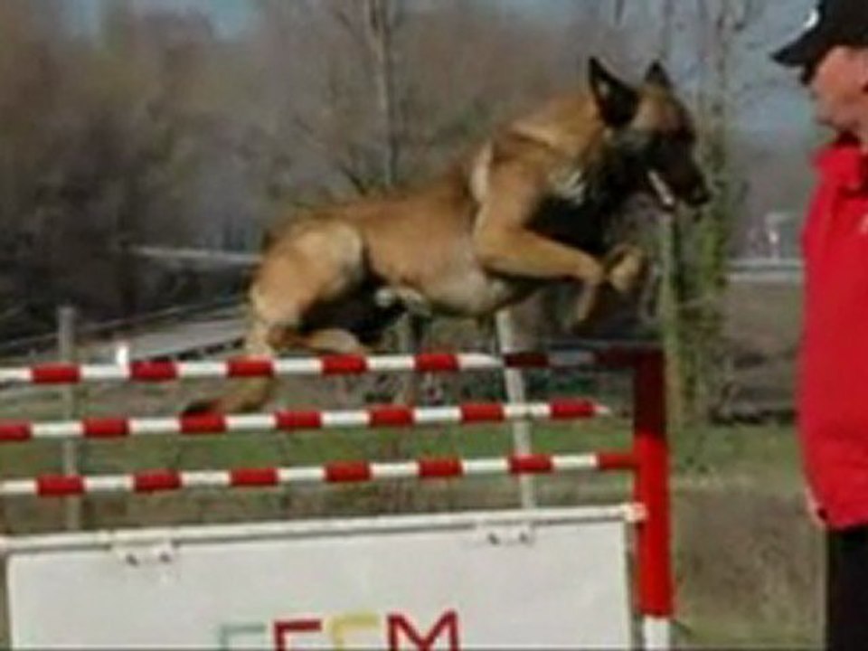 Conducteur Canin
