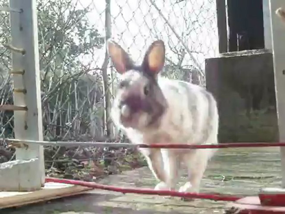 grizzly mon lapin en kaninhop 10 cm