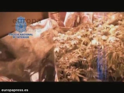 Detenido en Alicante por cultivar marihuana