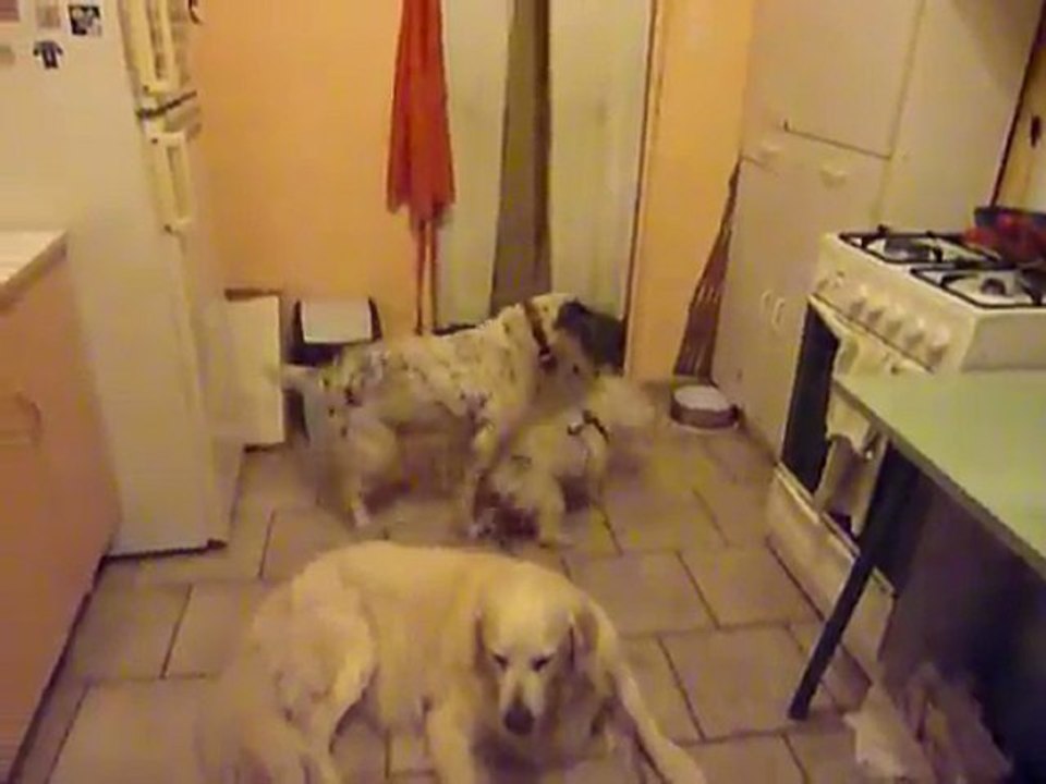 Dandy fait des roulades