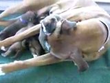 Boxer s Three-Day-Old Puppies in HD
