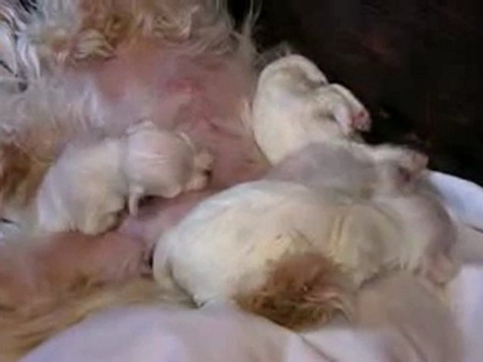 Maltese Puppies - 2 Weeks Old in HD