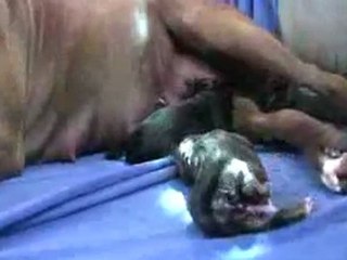 Mia s 3rd Pit Bull Puppy Birth in HD