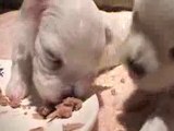 CUTE PUPPIES - 2 Weeks Old- Twitching and Eating Solid Food