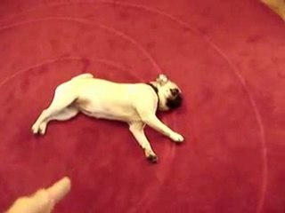 Best dog trick EVER - Play Dead with dramatic pug stumble