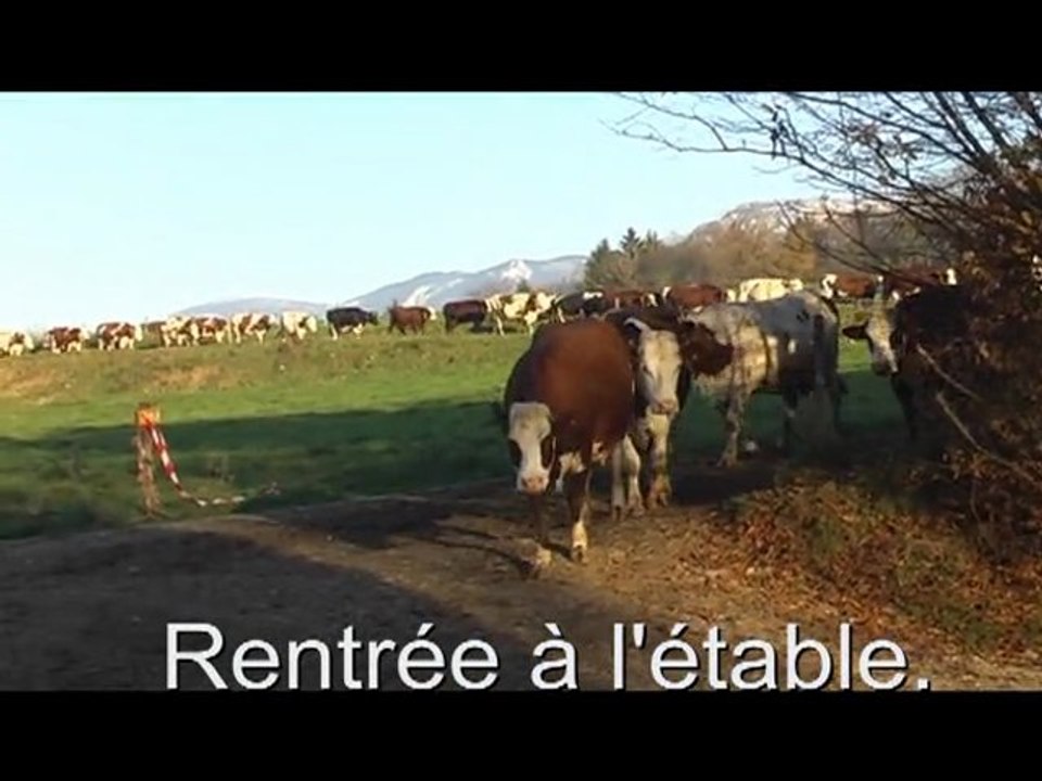 L'alimentation des vaches laitières au Centre d'Elevage de Poisy