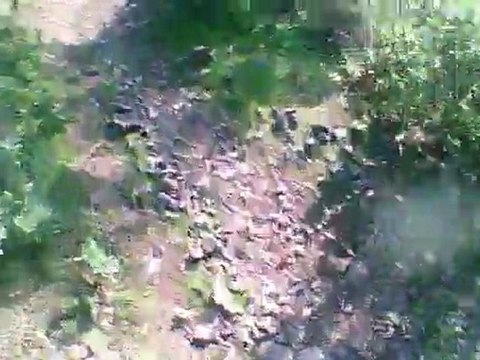 Descenso MTB Montecobre Express (02/01/2012)