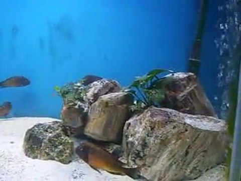 Tropheus ilangi çiftleşme