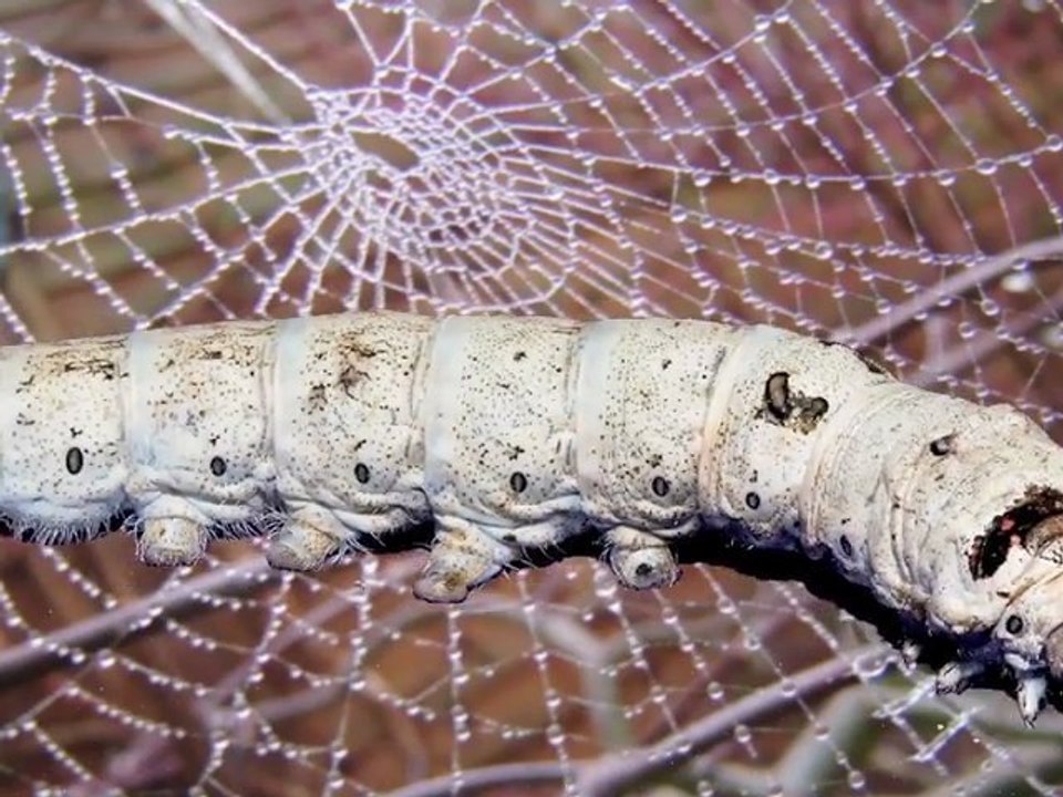 Spider Silk Ready For Mass Production