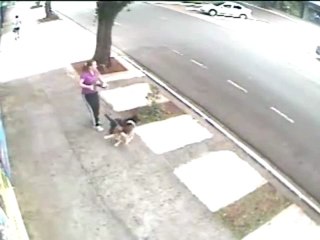 Pitbull Attack Brazil