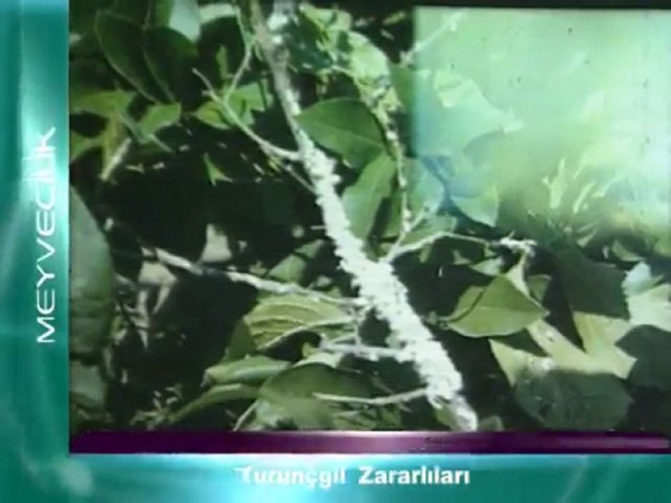 Turunçgil Zararlıları