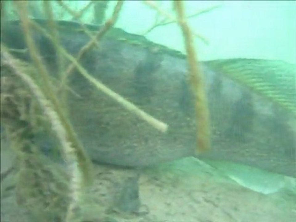 sandres et carpes en hivers