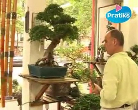 Bonsaï : Comment arroser un bonsaï