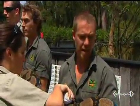 Dünya'nın En Uzun Boylu Piton Yılanı