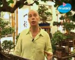 Bonsaï : que faire quand mon bonsaï va mal