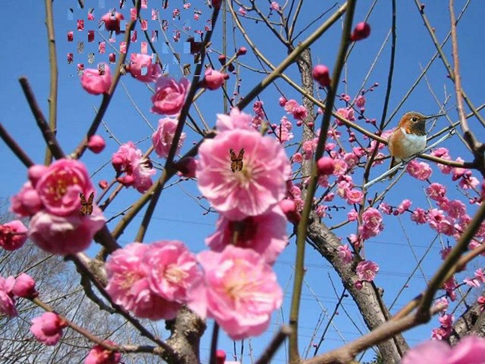 CHÚC MỪNG NĂM MỚI