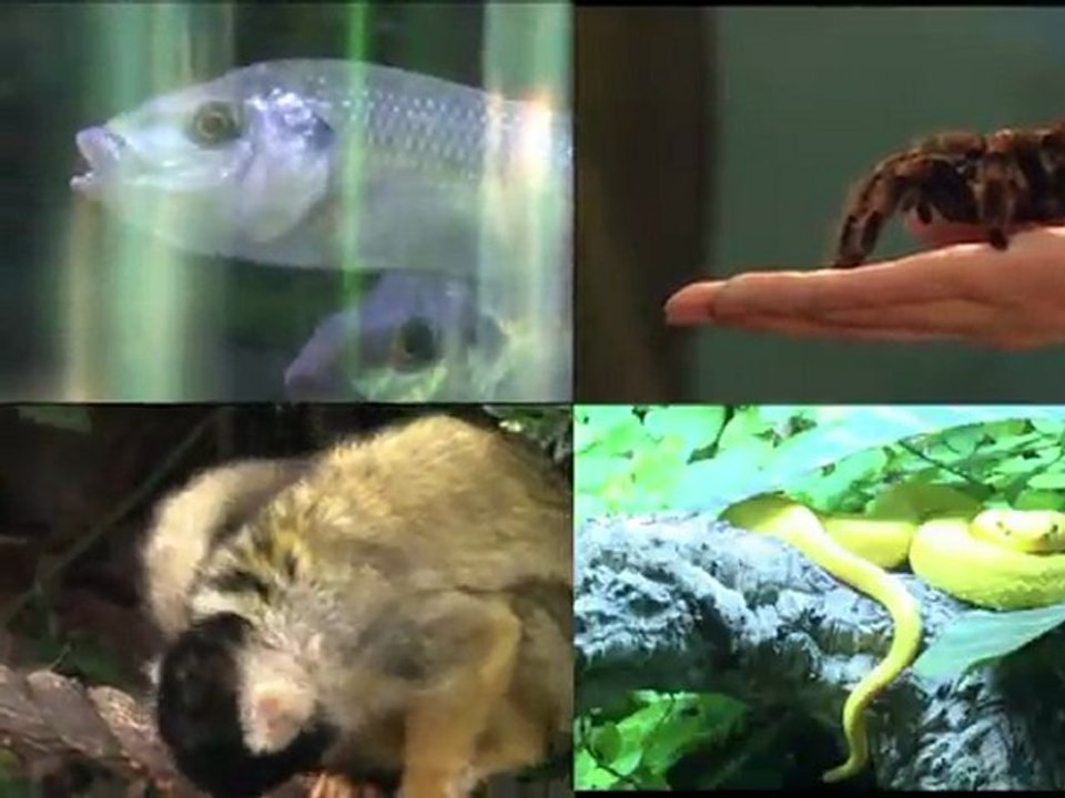 Tierzählung im Londoner Zoo: Vom Löwen bis zur Heuschrecke