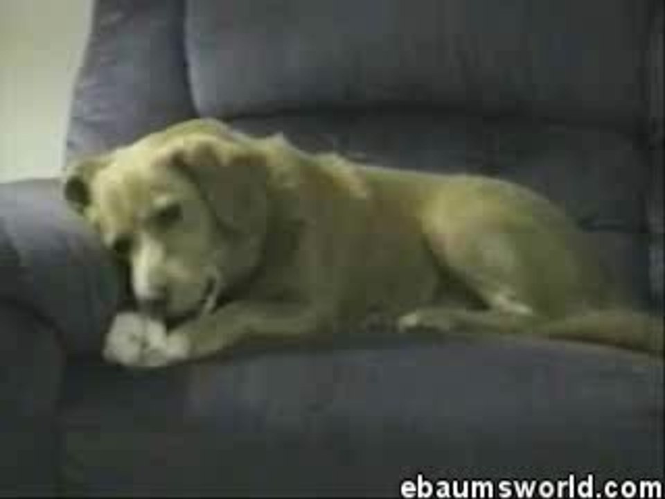 Chien Schizo