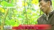 VTV4 - Chế Phẩm Sinh Học Vườn Sinh Thái - Phân bón sinh học thế hệ mới - Trồng rau sạch