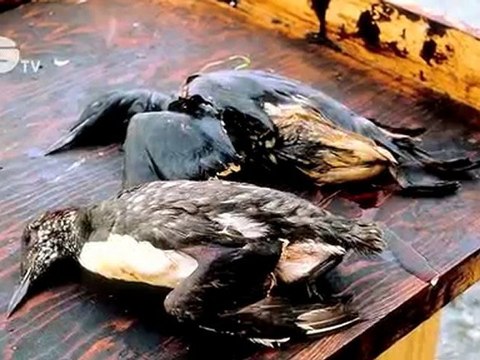 Oceana - Marine Life and Oil Don't Mix - Stop Offshore Oil Drilling Now