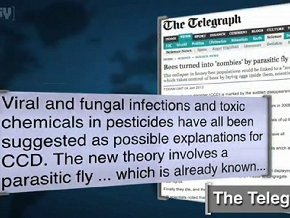 Parasite Fly Turns Honeybees Into 'Zom-bees'