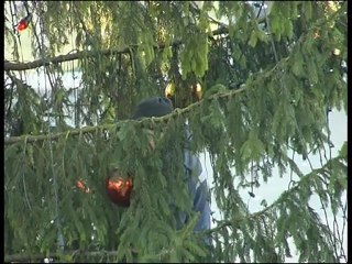 PanTV zinios 2012 01 03