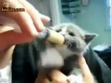 süt içen yavru kedi komik