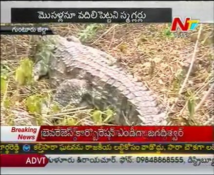 Vereity Smugglers @ Guntur Dist, Crocodiles Smuggling
