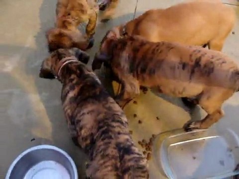 Chiots dogue allemand alimentation BARF