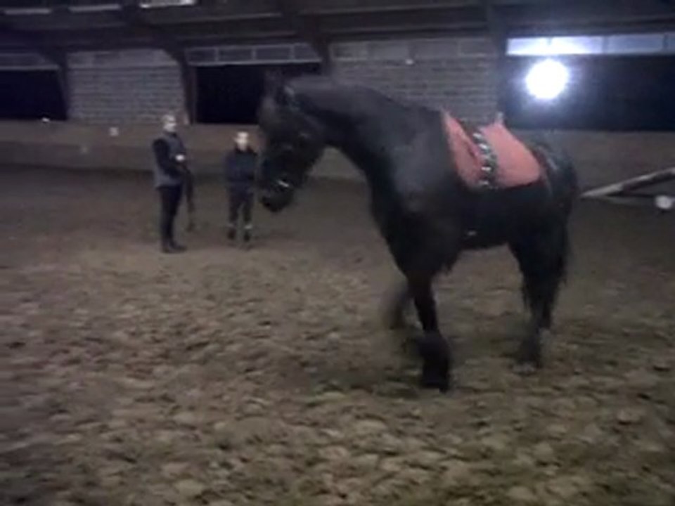 beau frison Ysbrand avec Alain à la longe pour la 1ère fois