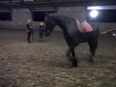 beau frison Ysbrand avec Alain à la longe pour la 1ère fois