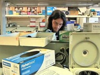 Apocephalus Borealis。ミツバチを「ゾンビ」に変える寄生バエ