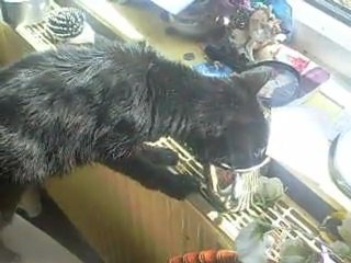 My Cat Jill Drinking Water 2011