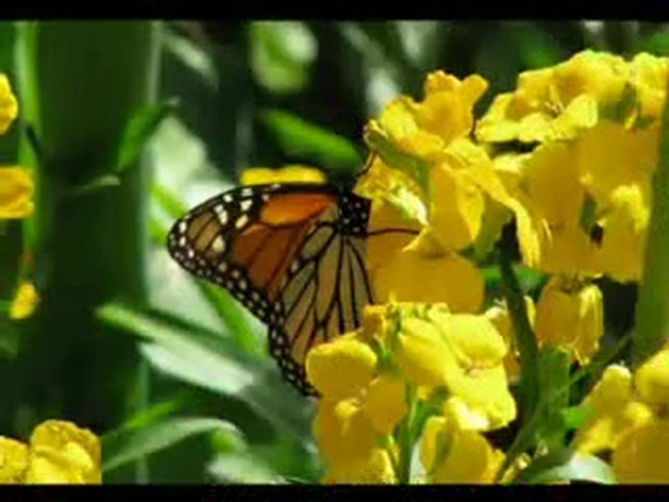 BERIVANI by Sebahattin gencer