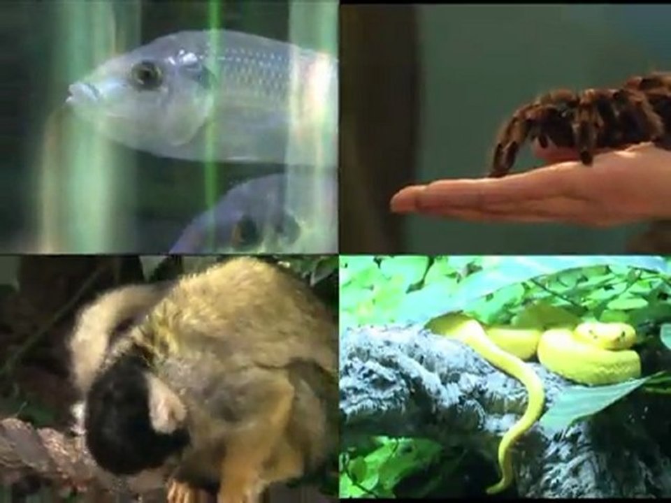 Censo de animales en Zoológico de Londres