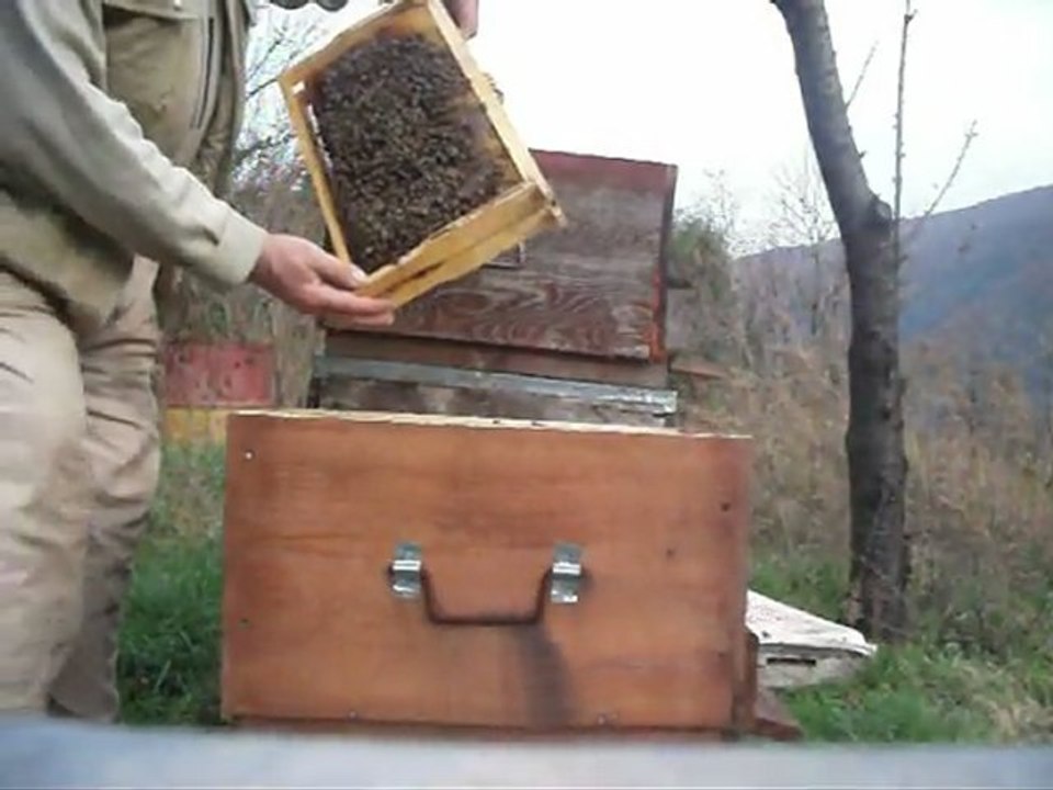 KIŞIN KOVAN AKTARIMI