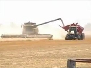 Wheat harvesting
