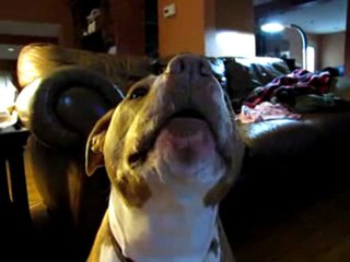 Pitbull talking ghost like
