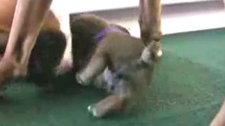 Boxer s Cute But Clumsy Puppies in HD