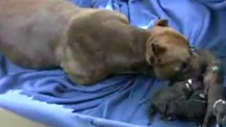 Mia s 4th Pit Bull Puppy Birth in HD