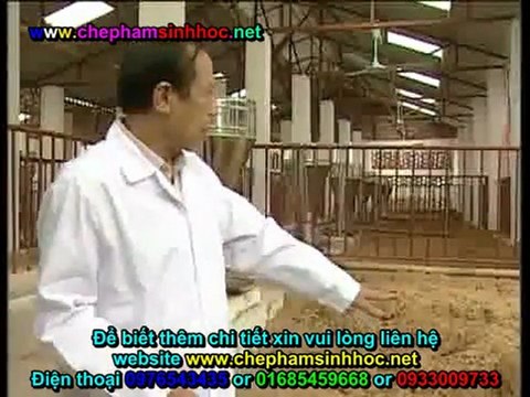 chế phẩm sinh học Balasa N01 sử dụng dùng làm đệm lót sinh học trong chăn nuôi heo, lợn 2