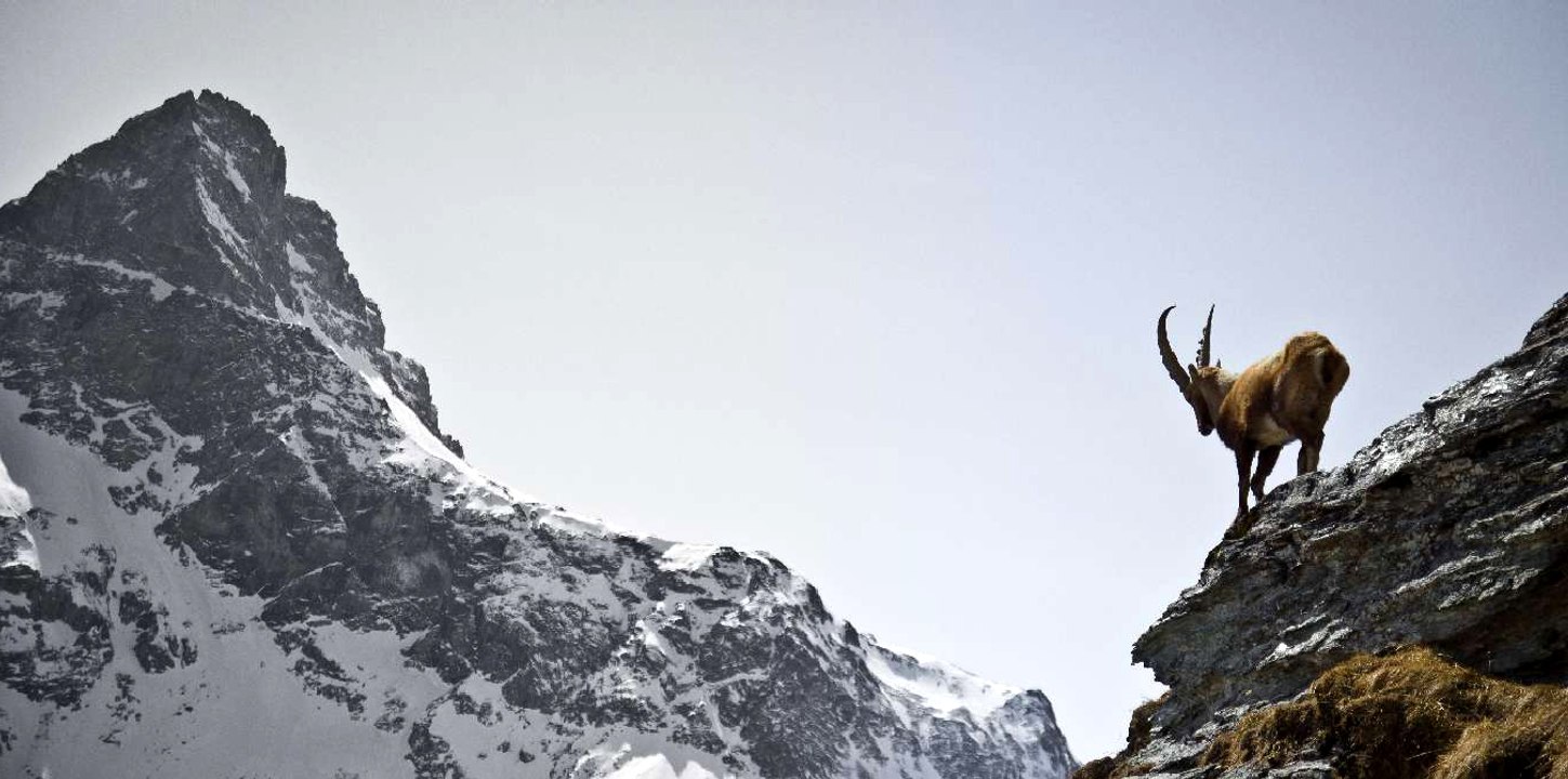 Les Animaux des Parcs Naturels