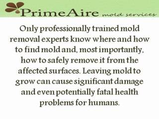 What to do if you Suspect Mold is Growing in your Home or Office