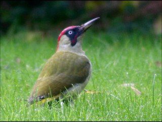 Baby I Love You [Calvin Russell (Sounds From the Fourth World)]