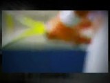 Watch Clijsters Kim v Hantuchova Daniela 2012 - Brisbane WTA Premier (AUS)