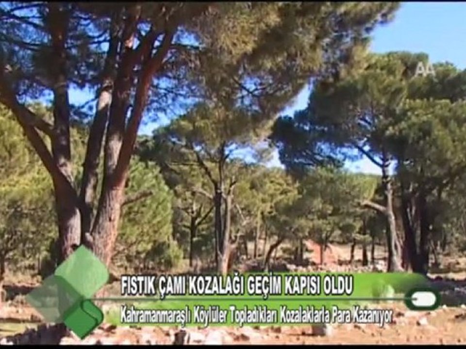 FISTIK ÇAMI KOZALAĞI GEÇİM KAPISI OLDU 04.01.2012